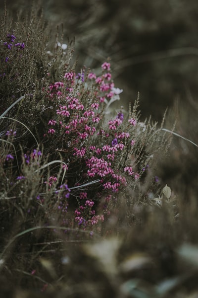 白天粉色和紫色花瓣花朵的选择性聚焦照片